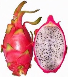Hylocereus undatus Dragon Fruit, Red Pitaya